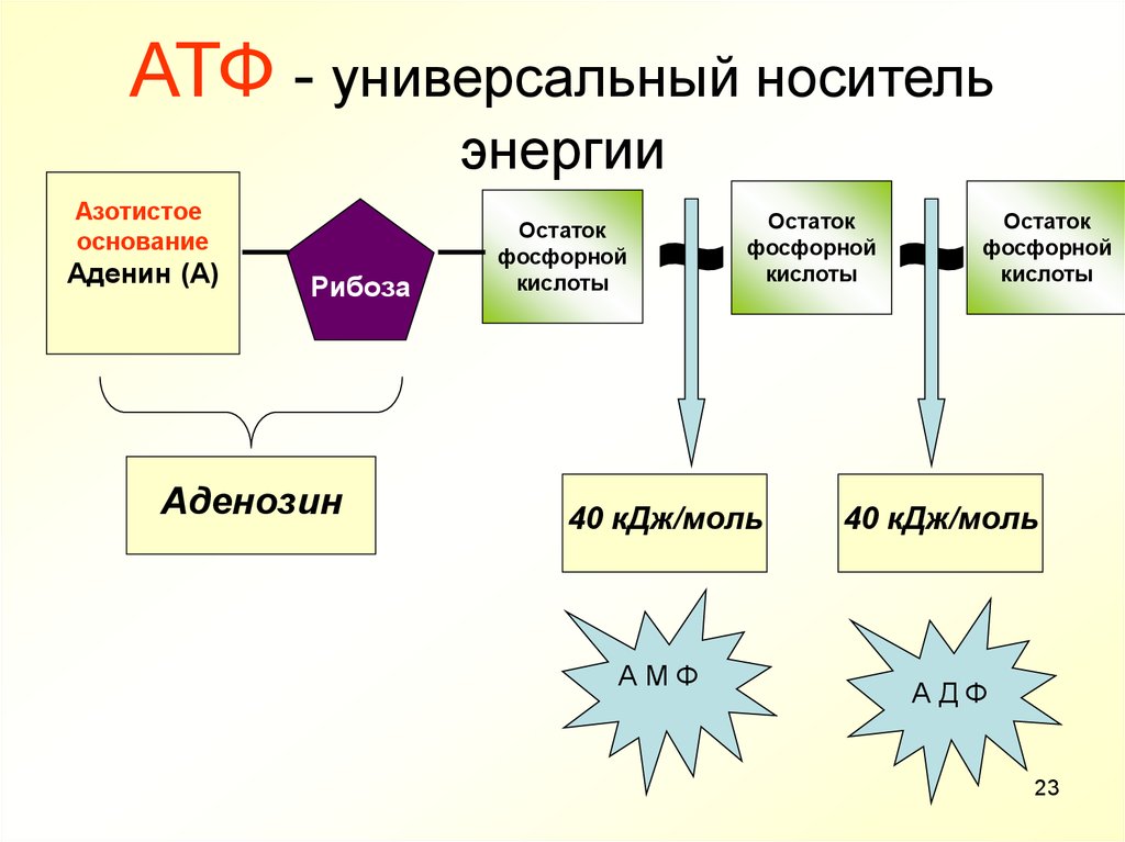 Атф в организме образуется. Биологические функции АТФ. Структура АТФ. Роль АТФ. Структура АТФ биология.