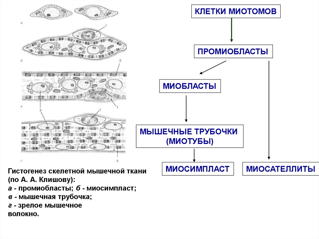 Гистогенез мышечной ткани