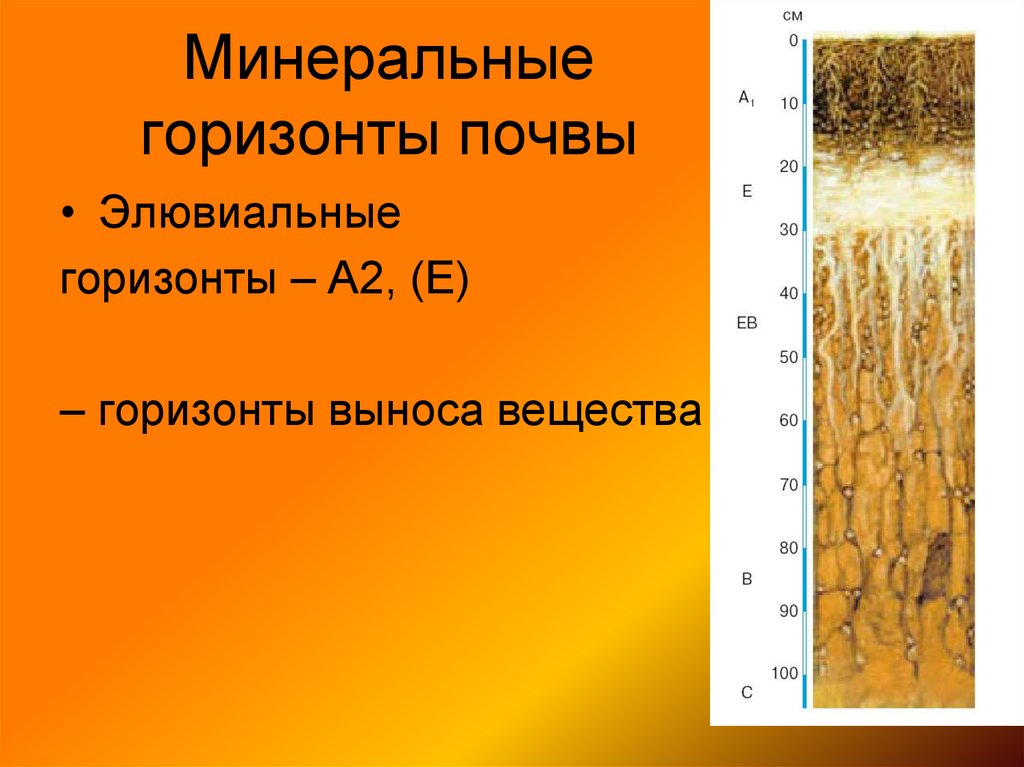 Горизонты почвы. Элювиальный почвенный Горизонт. Минеральный слой почвы это. Элювиальный слой почвы. Минеральная часть почвы.