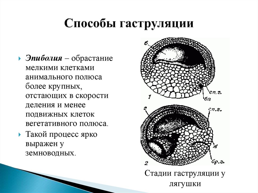 Схема онтогенеза от оплодотворения до окончания гаструляции