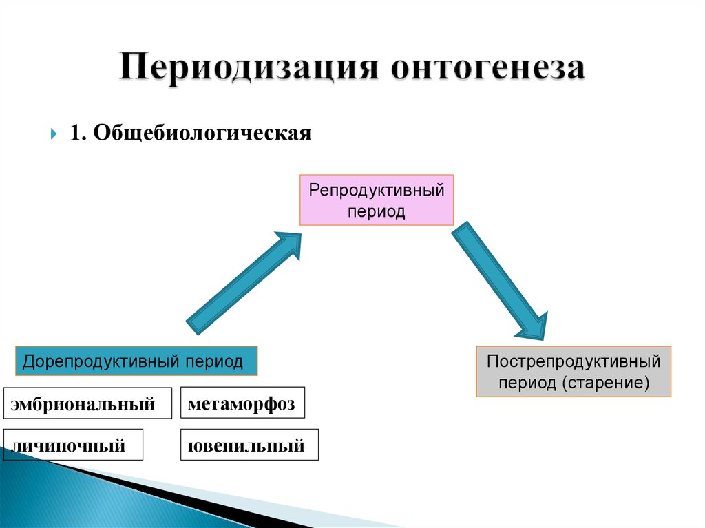 3 этапа онтогенеза. Периодизация онтогенеза. Онтогенез периодизация онтогенеза. Репродуктивный период онтогенеза. Дорепродуктивный репродуктивный и пострепродуктивный периоды.