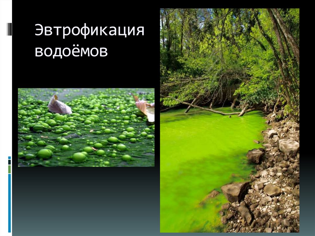 На рисунке показано что в процессе эвтрофикации в водоеме может произойти раванда