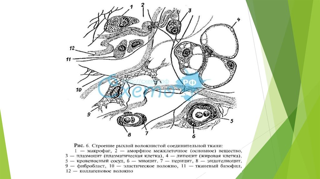 Особенности волокнистой соединительной ткани. Рыхлая соединительная ткань строение. Схема строения рыхлой соединительной ткани. Строение рыхлой волокнистой соединительной ткани. Строение клетки рыхлой соединительной ткани.