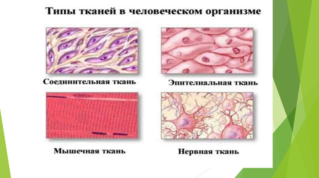 Соединительная ткань человека таблица. Типы тканей организма человека. Эпителиальная мышечная ткань. Типы тканей анатомия. Виды тканей человека.