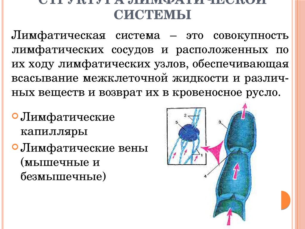 Состав лимфатических сосудов