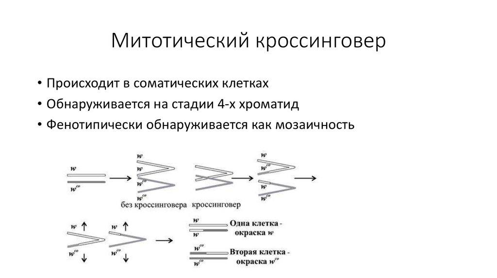 Кроссинговер обеспечивает сходство наследственной