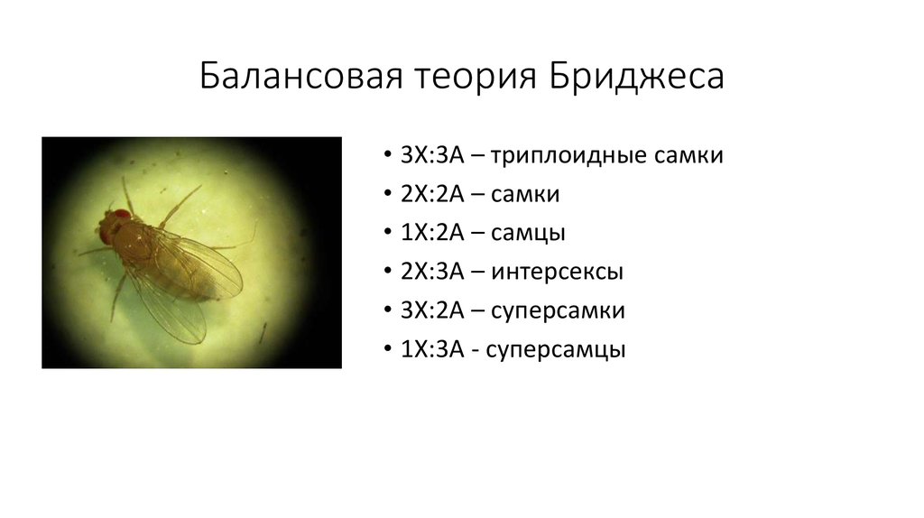 Хромосомная теория пола. Интерсекс дрозофилы. Балансовая теория определения пола у дрозофилы. Теории определения пола хромосомная балансовая. Определение пола у дрозофилы.