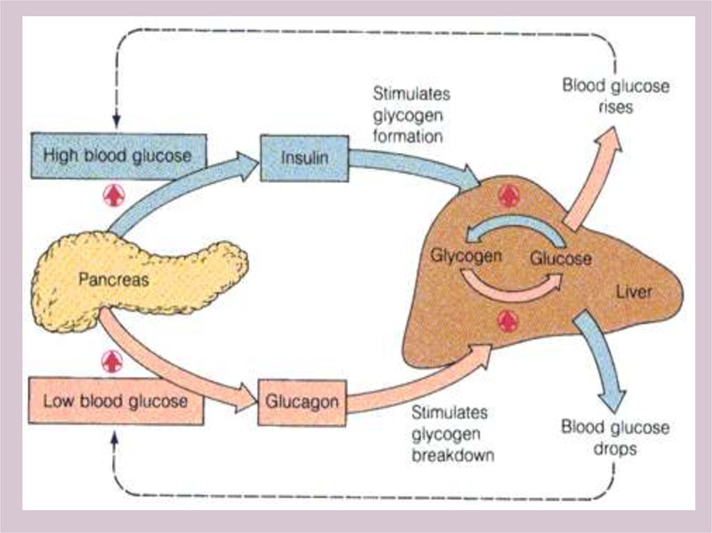 Glucemia y cetosis