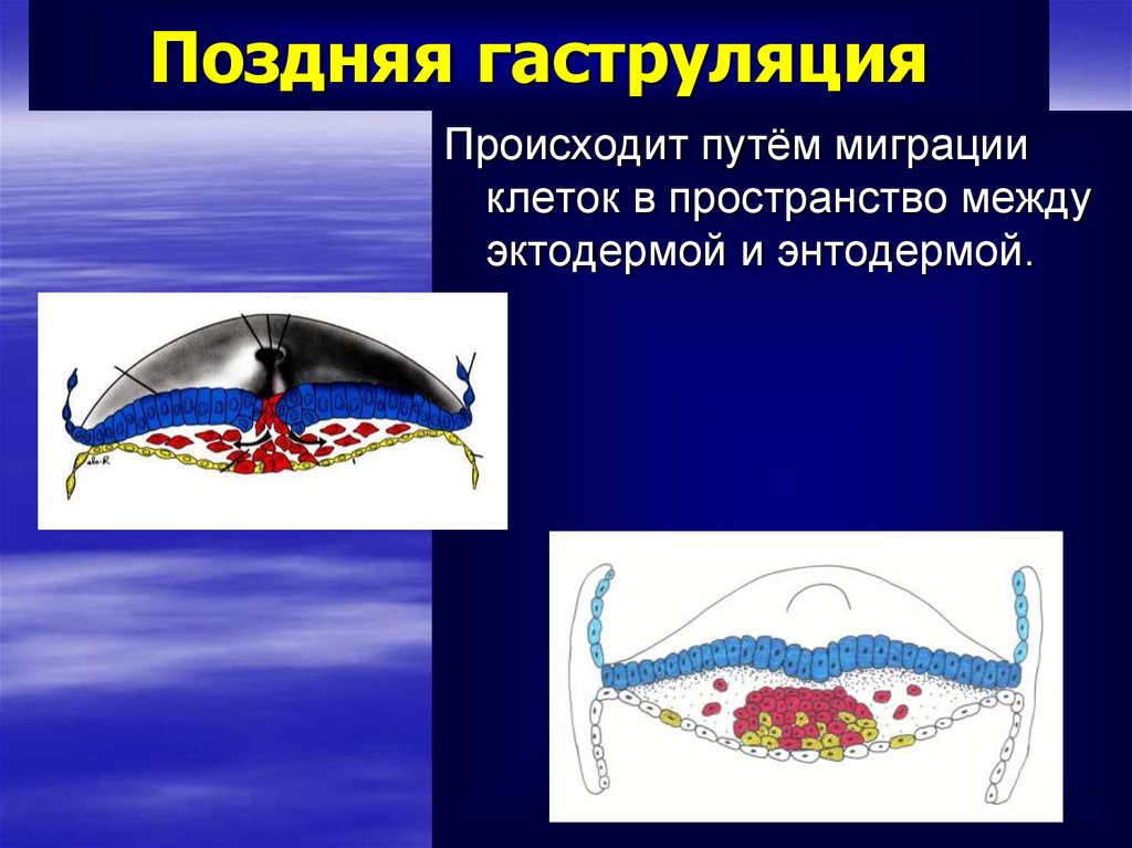 Происходит путем. Поздняя гаструляция у человека. Поздняя гаструляция гистология. Гаструляция осуществляется путем. Гаструляция человека миграция.