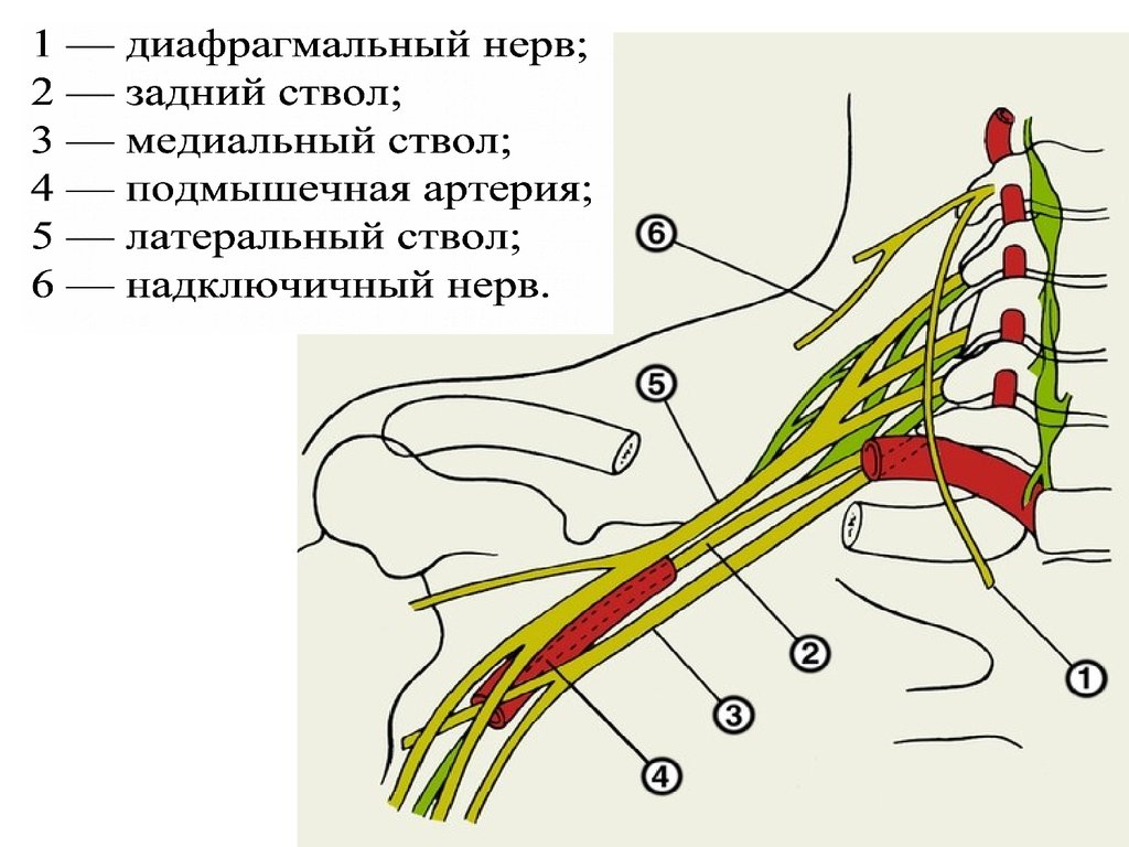 Сколько живет нерв. Нервы плечевого сплетения анатомия. Ветви плечевого сплетения анатомия. Плечевое сплетение спинномозговых нервов анатомия. Нервы плечевого сплетения схема.