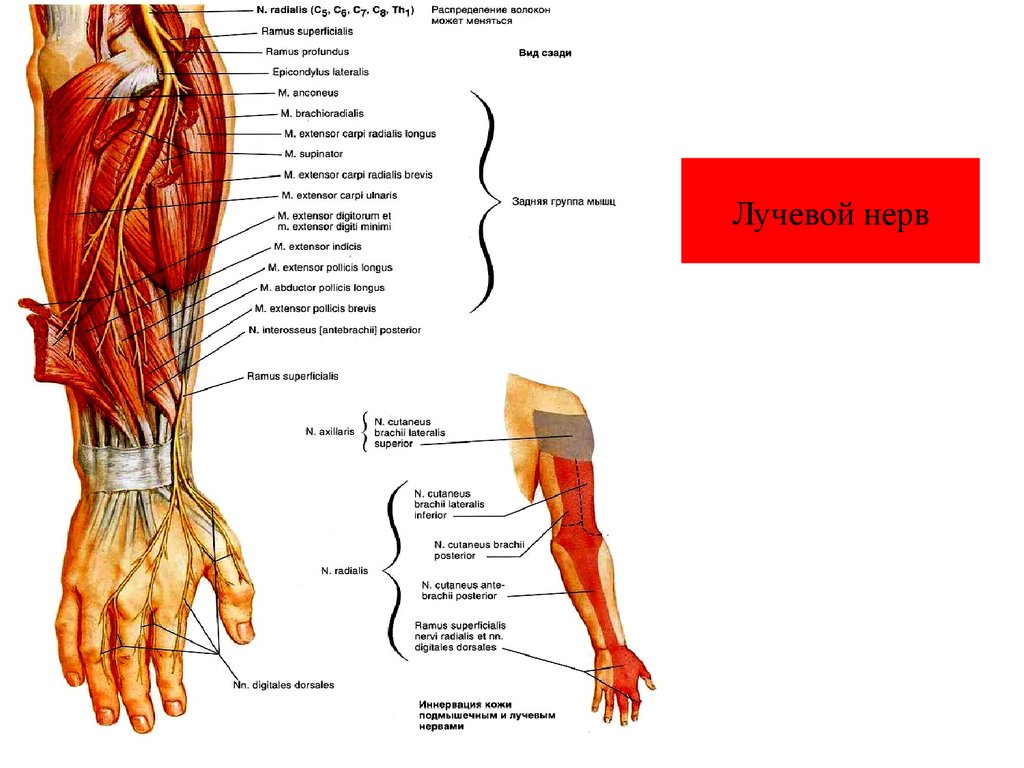 Лучевой нерв руки фото
