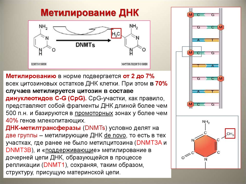 Какой длины днк