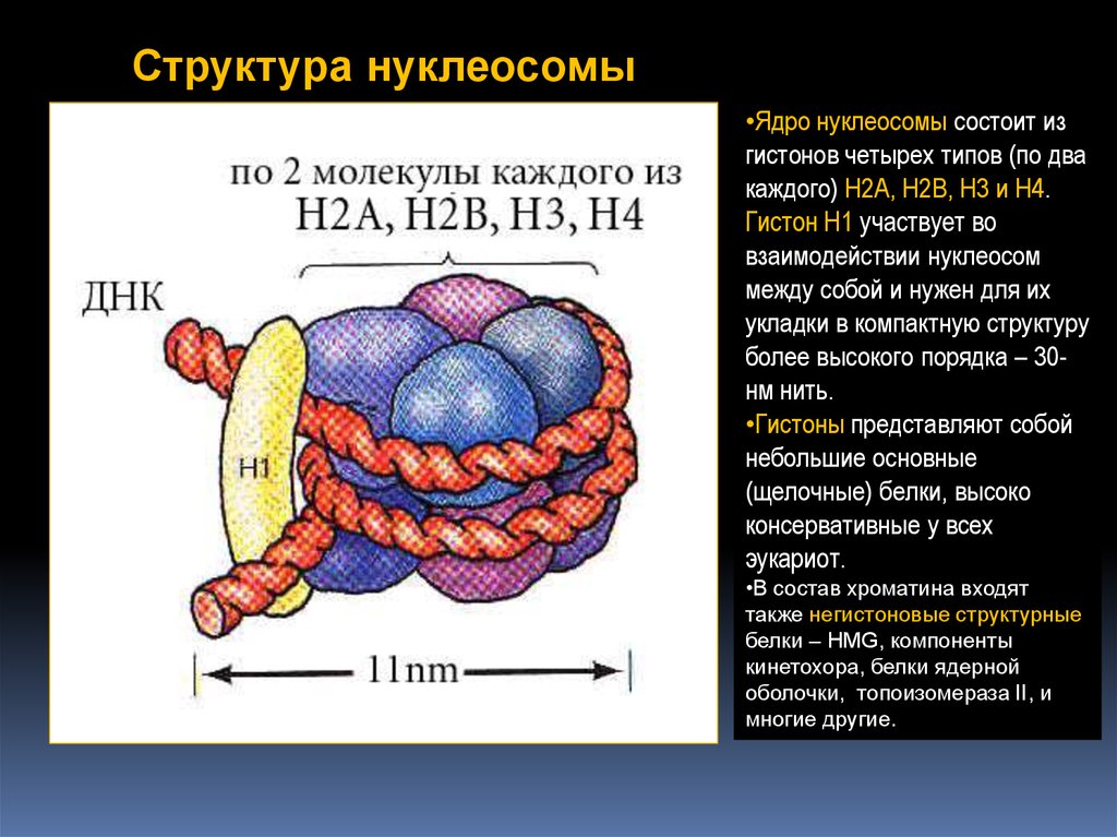 Связана с белками гистонами