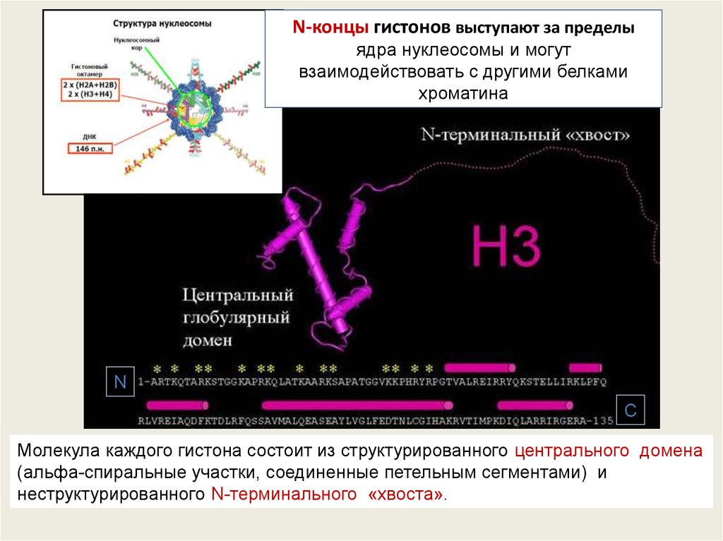 Антитела к нуклеосомам. Гистоновые белки прокариот. Гистон молекула. Хвосты гистонов. Молекула инсулина Альфа спираль.