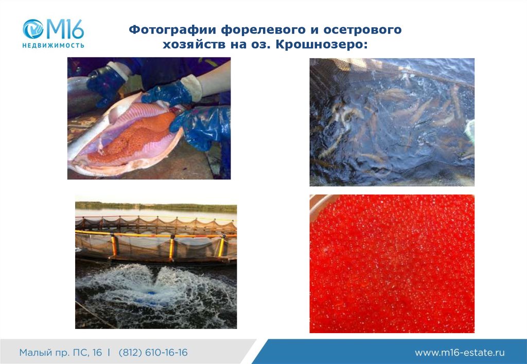 Фотографии форелевого и осетрового хозяйств на оз. Крошнозеро: