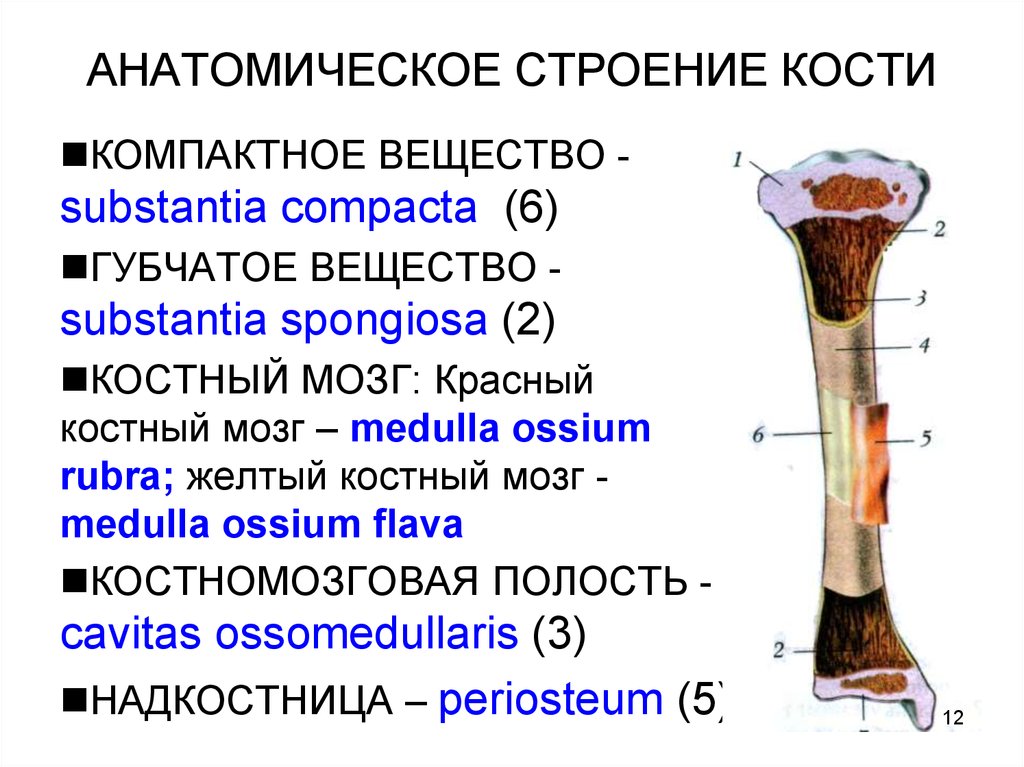Части трубчатой кости. Полость кости строение. Трубчатая кость состав. Состав костей анатомия.