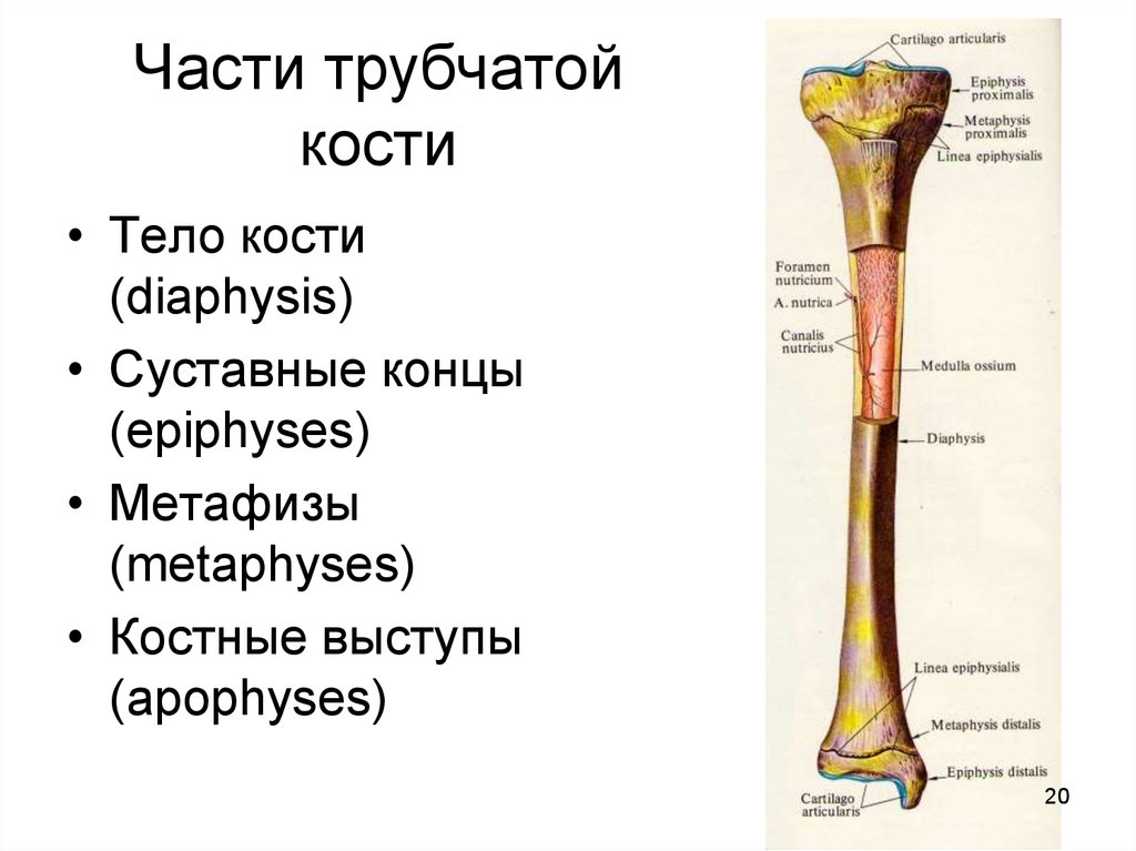 Тело длинной трубчатой кости. Схема строения трубчатой кости человека. Отделы длинной трубчатой кости схема. Анатомия частей трубчатых костей. Строение средней части трубчатой кости.