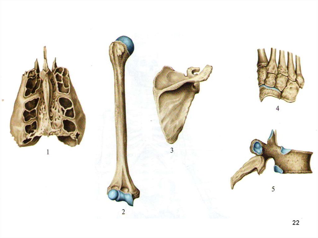 5 костей губчатых. Кости трубчатые губчатые плоские смешанные. Трубчатые губчатые плоские смешанные воздухоносные кости. Классификация костей: трубчатые, губчатые, плоские, смешанные.. Классификация костей трубчатые губчатые.