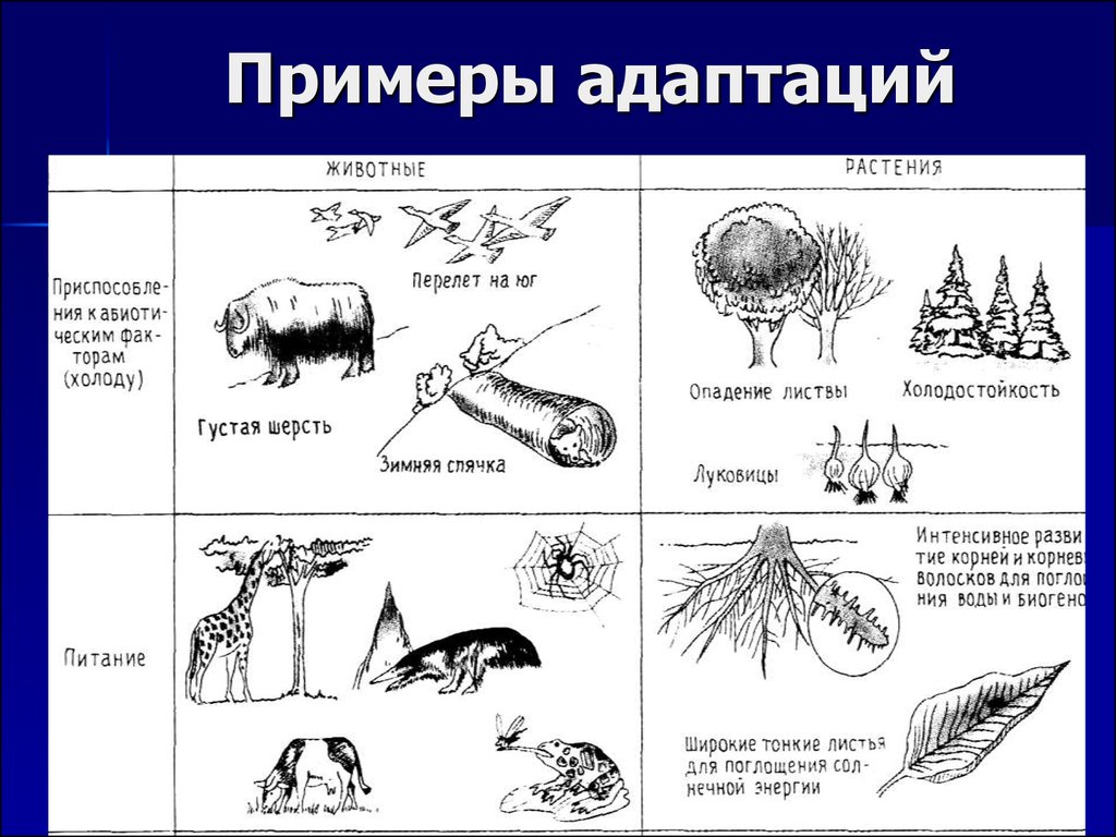 Адаптация животных презентация