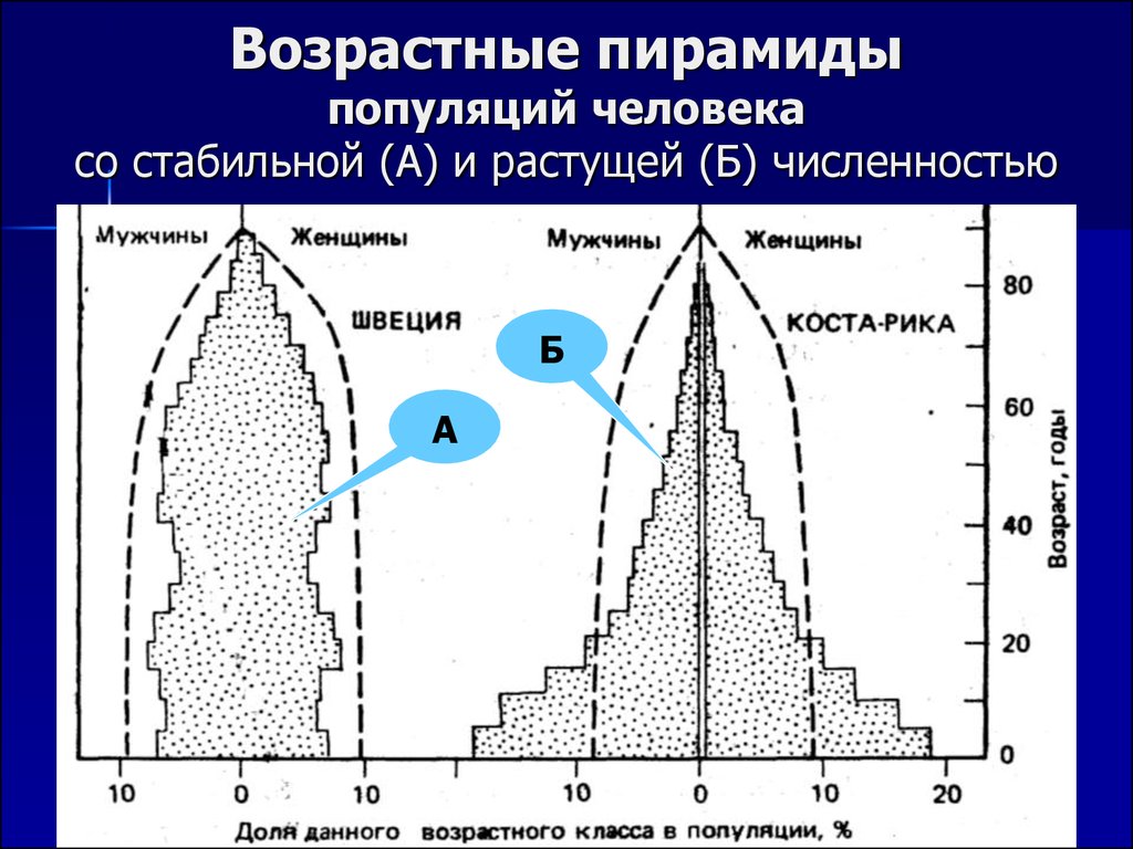 Возрастные пирамиды популяций человека со стабильной (А) и растущей (Б) численностью