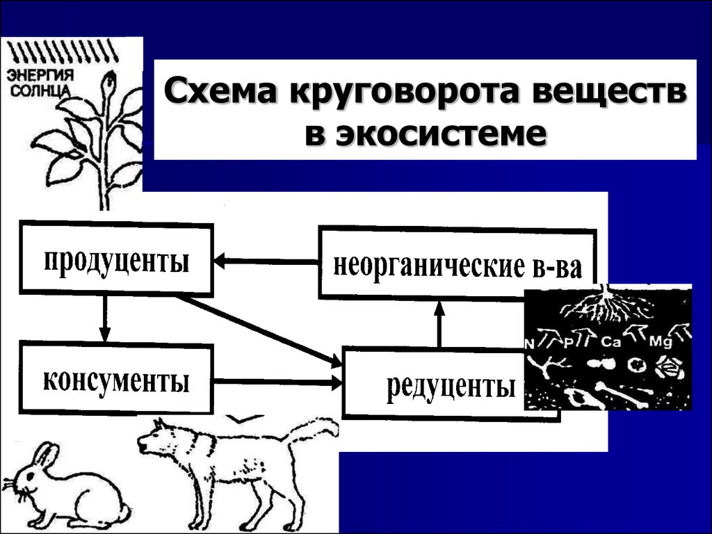 Основные редуценты