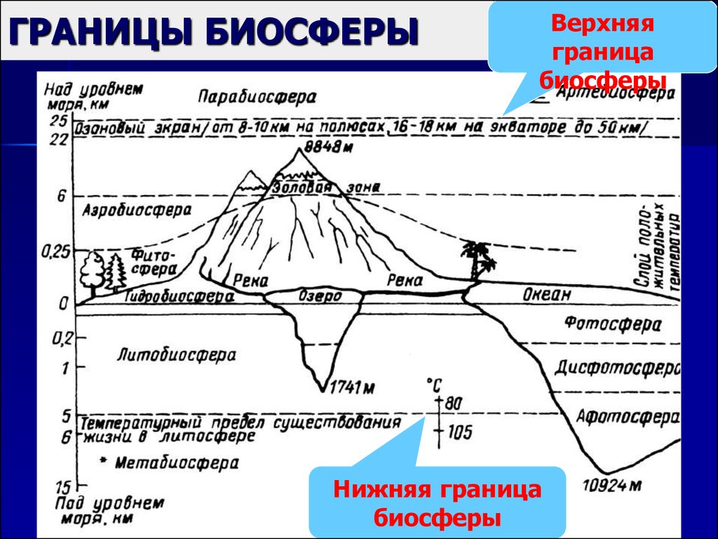 Схема строения биосферы