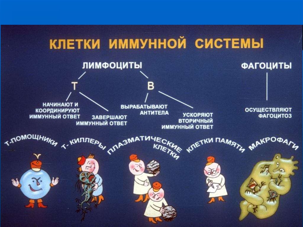 Иммунитет организма. Клетки иммунной системы. Работа иммунной системы. Иммунитет клетки иммунной системы. Как работает иммунная система.