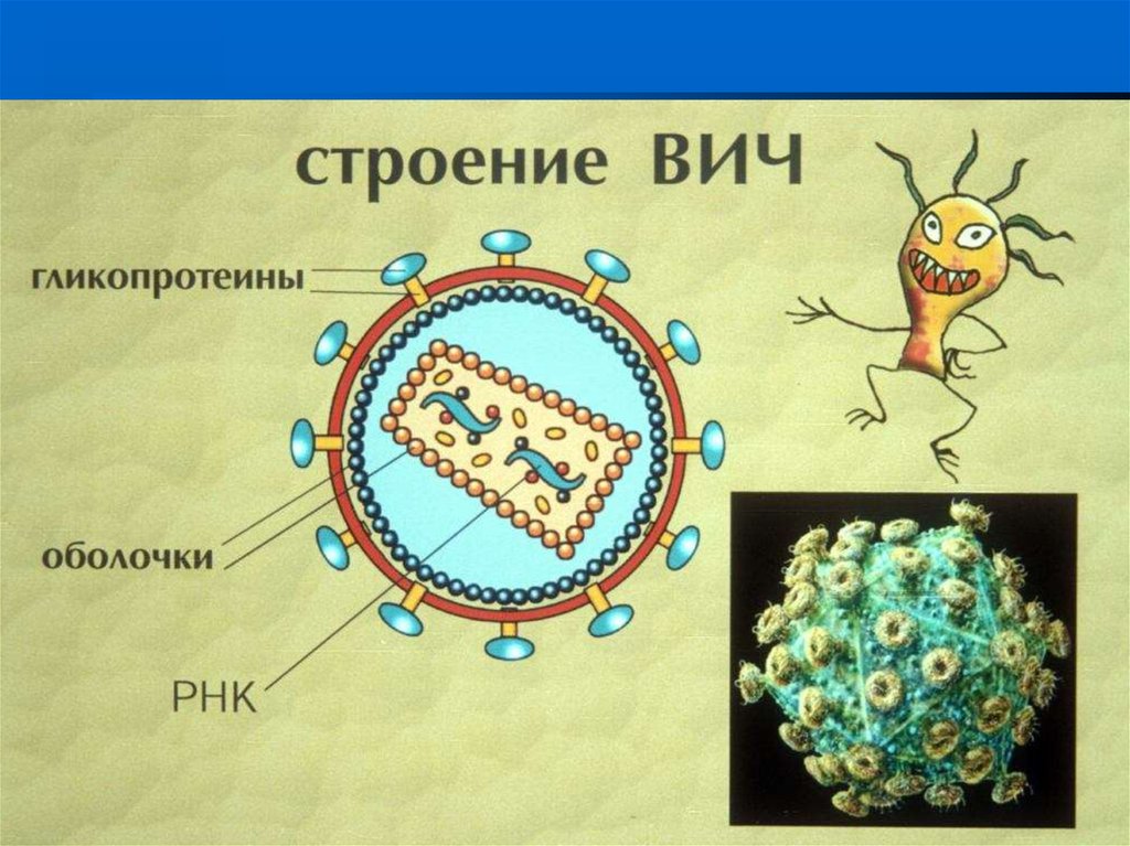 Вич рисунок вируса строение