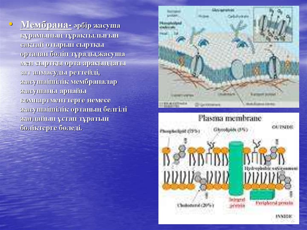 Биологиялық мембраналар презентация