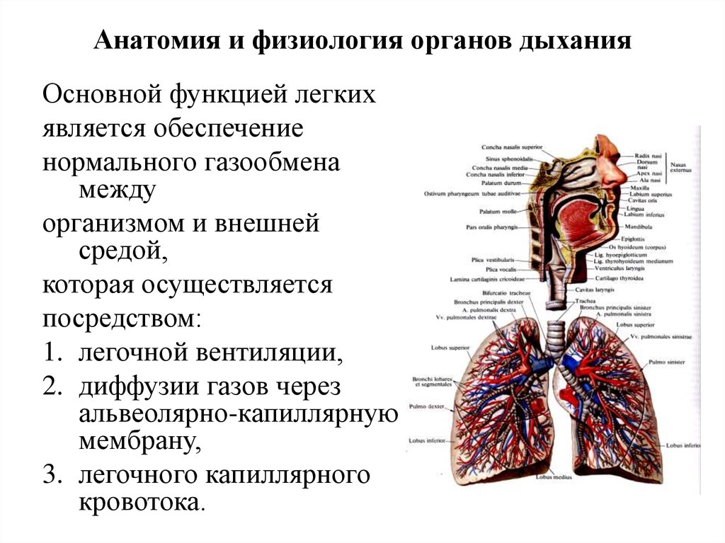 Основные функции дыхания. Дыхательная система органов структура. Дыхательные пути и их функции физиология. Схема органов дыхательной системы функции. Строение дыхательной системы физиология дыхания.