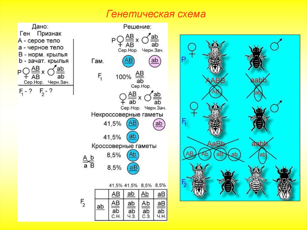 Генетическая схема. Схема сцепленного наследования признаков. Закон Моргана о сцепленном наследовании схема. Задачи на закон Моргана сцепленное наследование. Задачи на Томаса Моргана.