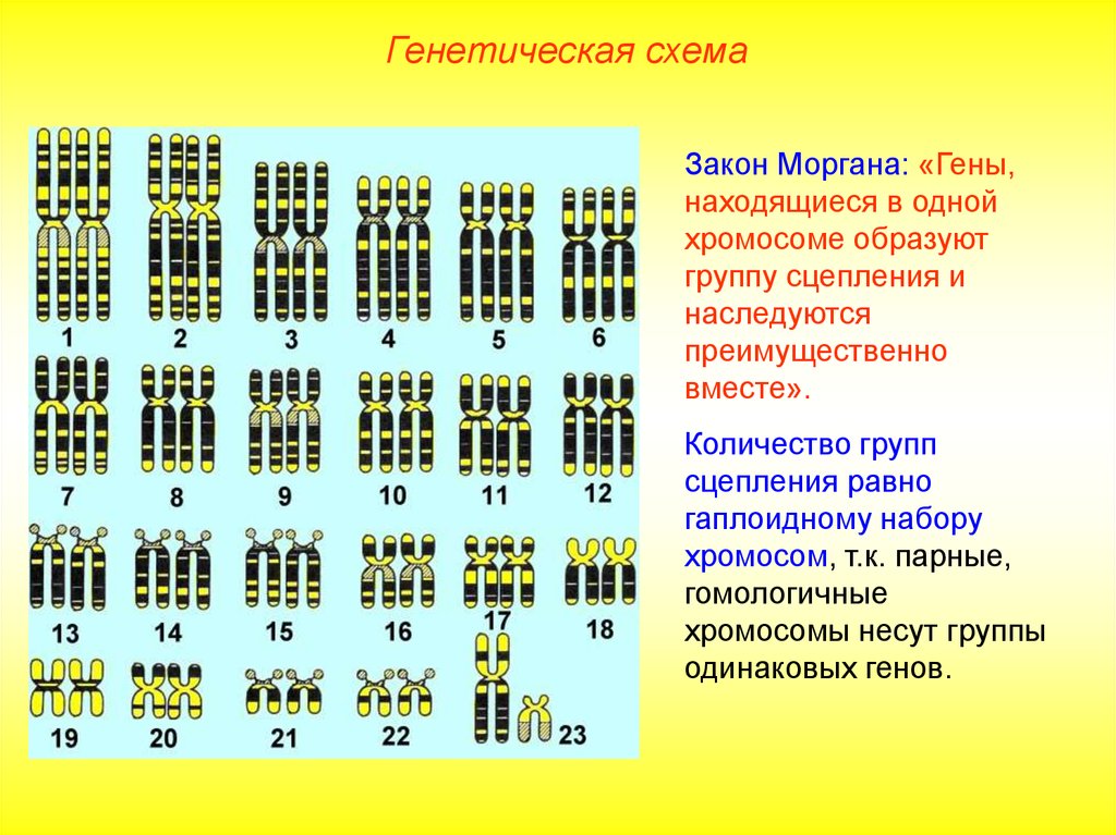 Группа генов расположенных в одной хромосоме. Морган сцепленное наследование. Количество групп сцепления генов. Закон Моргана схема. Закон Моргана биология.