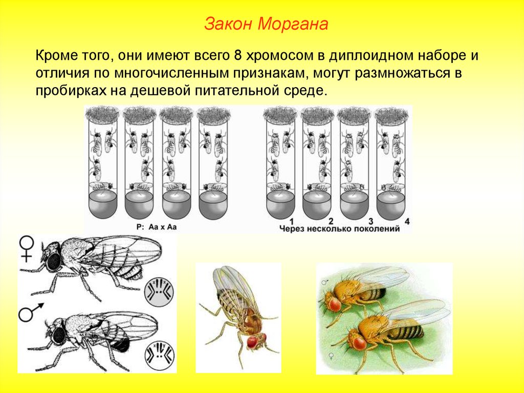 Сцепленное наследование т морган. Закон Моргана биология. Закон Томаса Моргана формулировка. Закон т Моргана кратко. Биология закон т омоса Моргана.