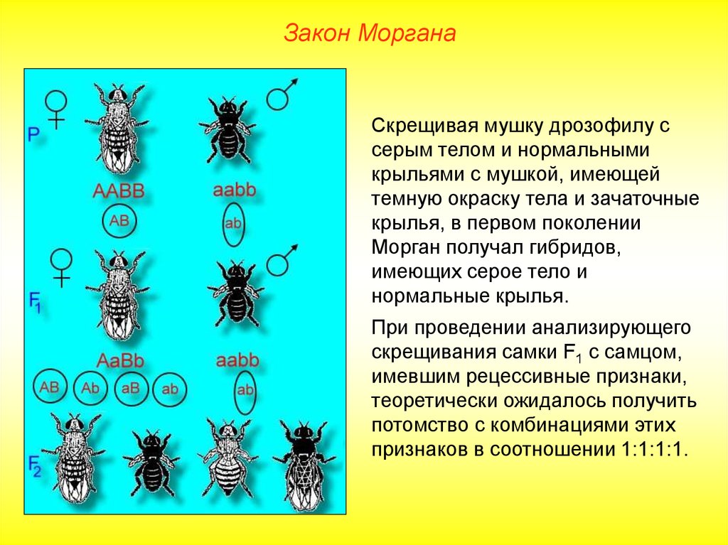 У дрозофилы серая окраска. Сцепленное наследование генов т. Моргана. Мушки дрозофилы сцепленное наследование. Скрещивание мушек дрозофил. Закон т Моргана скрещивание.