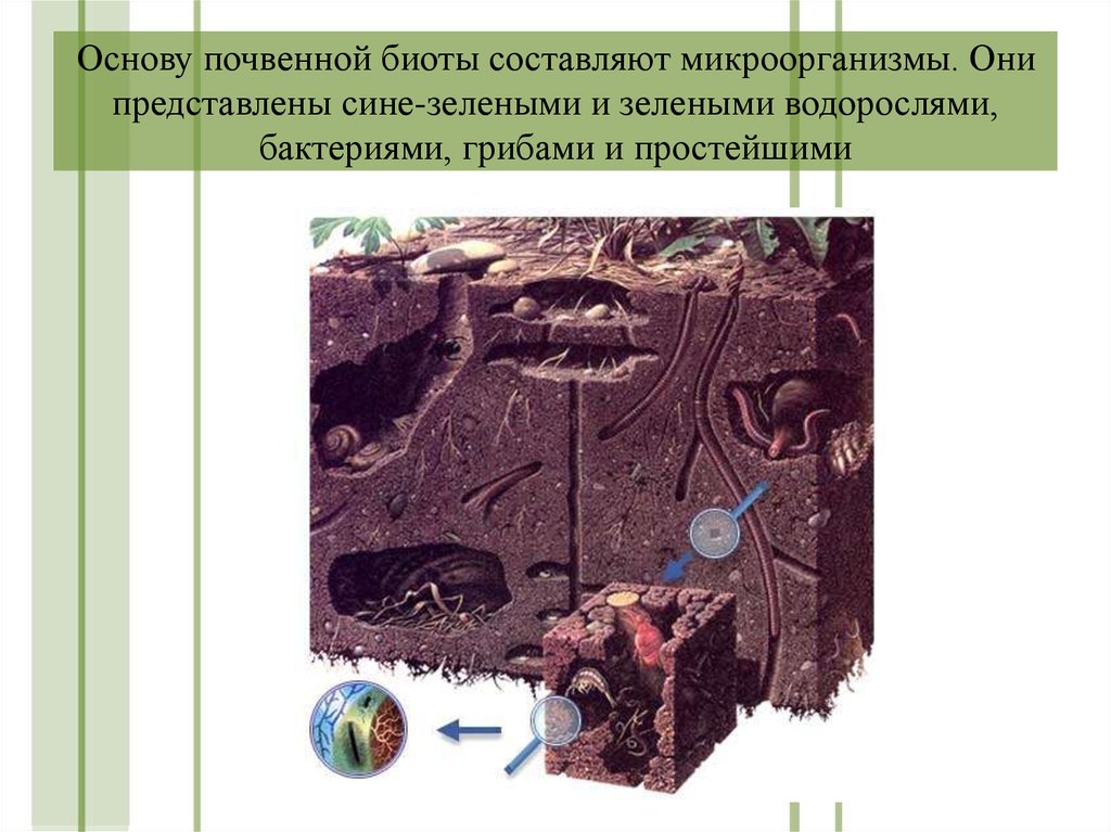 Бактерии в почве. Почвенная Биота. Почвенно-биотический комплекс это. Комплекс почвенных микроорганизмов. Разнообразие почвенной БИОТЫ.