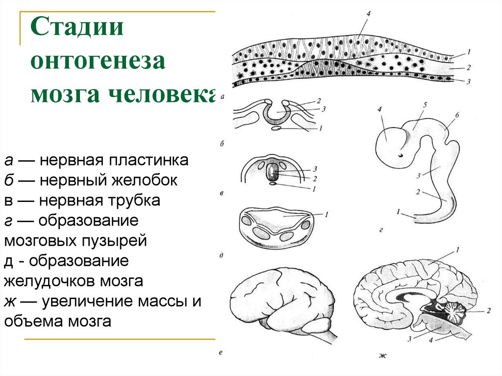 Онтогенез 2 стадия. Этапы морфогенеза центральной нервной системы. Онтогенез нервной системы нервная пластинка. Онтогенез нервной системы головного мозга. Онтогенез нервной системы головного мозга кратко.