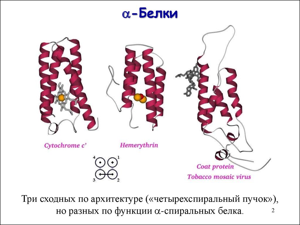 Белок 3 2. Структурные мотивы белков. Белковые мотивы. Суперспираль белков. Структурный мотив белка.