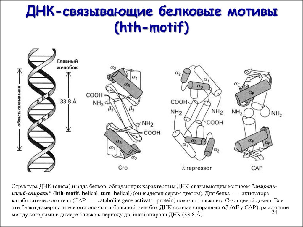 Днк 24. ДНК связывающие белки строение. Структура ДНК связывающих белков. Семейства ДНК связывающих белков. Мотив ДНК-связывающего белка.