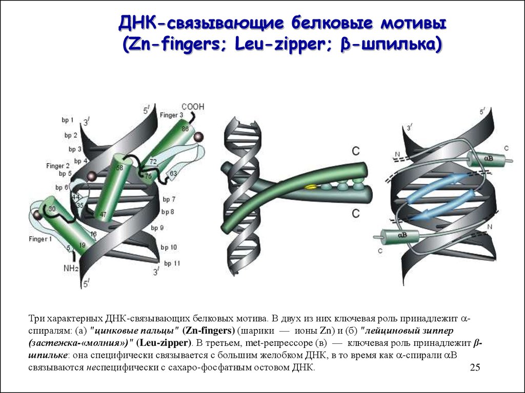 Днк 25. Связывание ДНК это. ДНК-связывающие мотивы. ДНК-связывающие белки. А семейство ДНК.