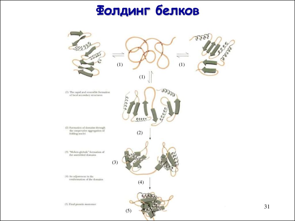 Фолдинг белка. Стадии синтеза белка фолдинг. Молекулы белка фолдинг. Фолдинг белка схема. Фолдинга белков стадии.