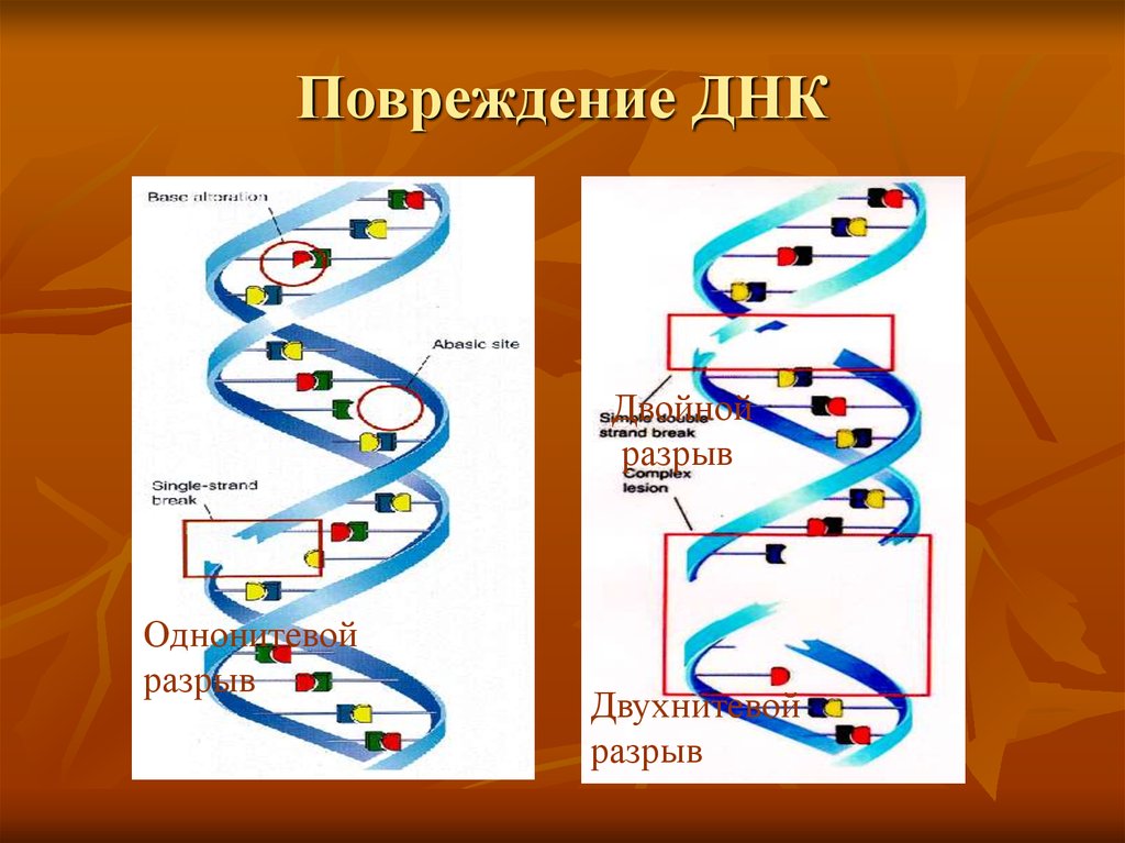 Разрыв цепи днк. ДНК. Повреждение ДНК. Однонитиевой разрыв ДНК. Одноцепочечные разрывы ДНК.