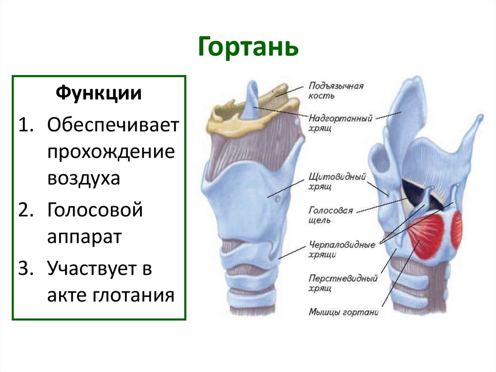 Схема строения гортани