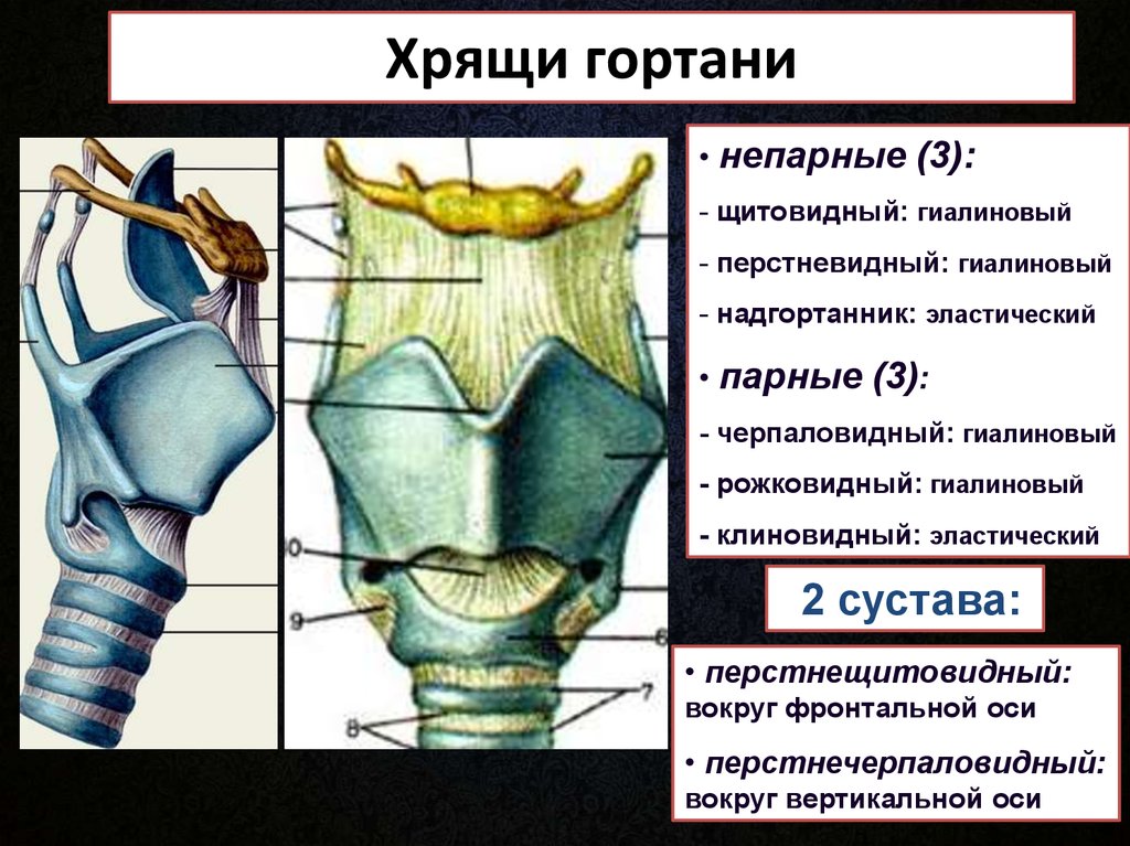 Гортань анатомия человека фото