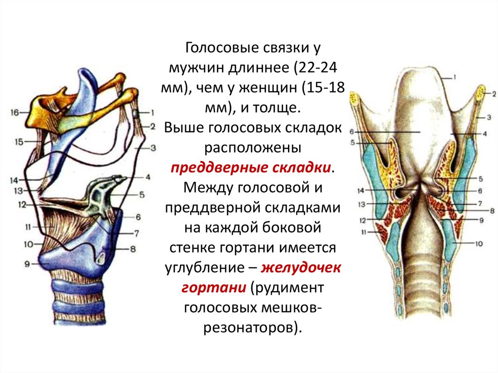 Связки голоса. Голосовые связки преддверные связки. Голосовые связки вид сбоку. Голосовые связки и голосовые складки. Истинные голосовые связки образованы.