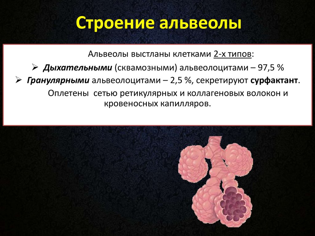 Альвеола ткань. Строение альвеол. Альвеолы выстланы. Альвеолы легких выстланы. Строение альвеол клетки.