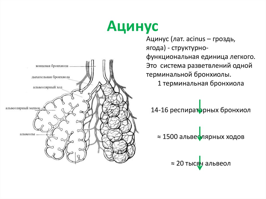 Альвеолярные легкие характерны для. Альвеолярное дерево ацинус строение. Бронхиальное дерево и ацинус. Легкие ацинус альвеолы. Схема альвеолярного дерева.