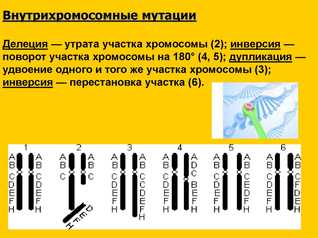 Удвоение днк хромосом. Поворот участка хромосомы на 180° - это…. Потеря участка хромосомы. Делеция потеря участка хромосомы. Внутрихромосомные мутации.