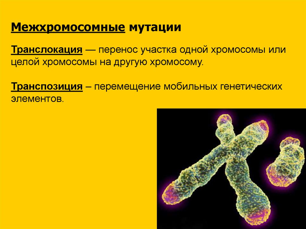Удвоение участка хромосомы какая мутация. Межхромосомные мутации. Межхромосомные мутации примеры. Межхромосомные транслокации. Внутрихромосомные мутации.
