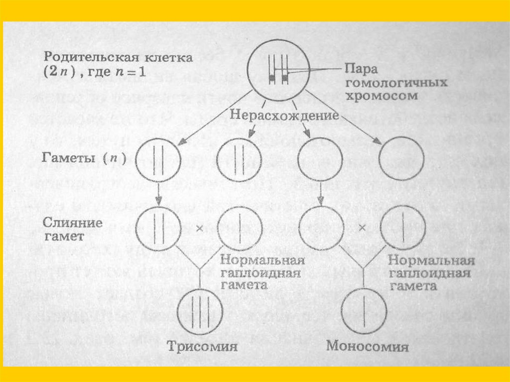 Набор хромосом в гаметах. Нерасхождение 21-Ой хромосомы в мейозе у женщины схема. Нерасхождение гомологичных хромосом. Схема нерасхождения хромосом при гаметогенезе. Родительские гаметы.