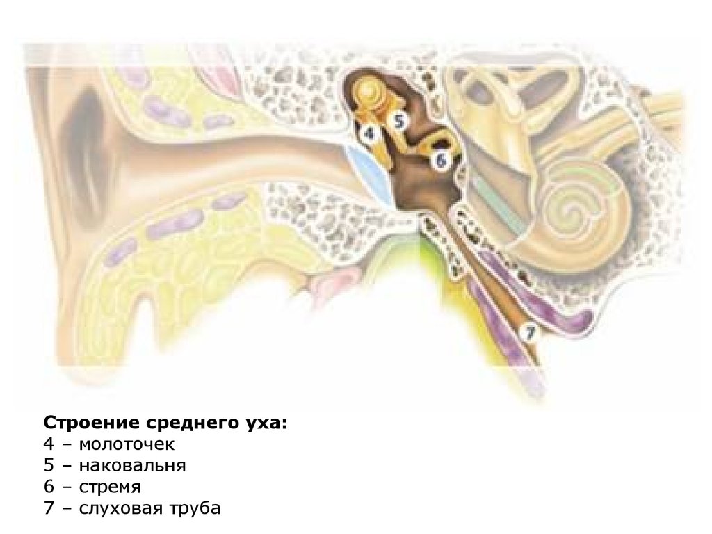 В среднем ухе расположены молоточек. Среднее ухо молоточек. Строение слуховых косточек среднего уха. Косточка уха стремечко. Строение уха молоточек наковальня.